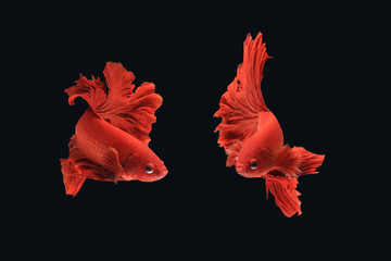 Poster - Thai fighting fish species have two movements.