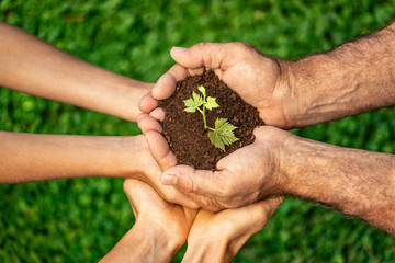 Canvas Print - Group of people holding young plant in hands