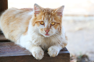 Beautiful cute long-haired red and white cat with big orange eyes lies on the wooden bench. Pet theme.