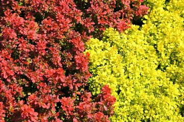 Wall Mural - Berberis thunbergii.