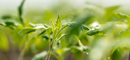 Canvas Print - Water drop on a leaf macro shot. Fresh natural organic product