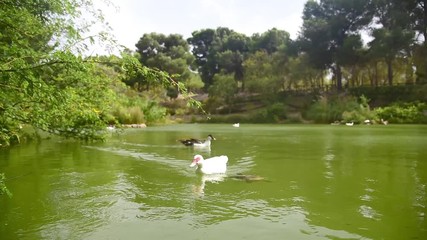 Wall Mural - ducks swimming in a pond in cagliari