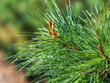Siberian pine (Pinus sibirica) green branches close up.Branches of Siberian cedar.Floral background.