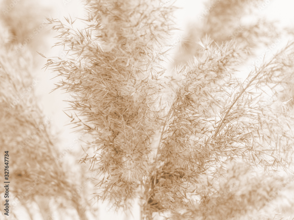 Dry beige reed on a white wall background. Beautiful nature trend decor. Minimalistic neutral concept. Closeup - obrazy, fototapety, plakaty 