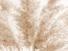 Dry Beige Reed On A White Wall Background. Beautiful Nature Trend Decor. Minimalistic Neutral Concept. Closeup