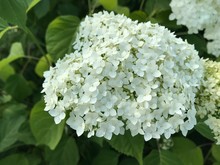 A Large Inflorescence Of White Hydrangea Close-up On The Background Of Green Foliage. Mobile Photos In Natural Daylight In Russia
