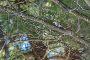 Cute squirrel running across tree branch in forest