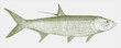 Indo-pacific tarpon megalops cyprinoides, marine fish in side view