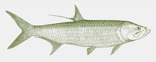 Indo-pacific Tarpon Megalops Cyprinoides, Marine Fish In Side View