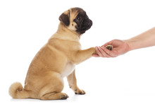 Pug Puppy Giving Paw, Isolated On White