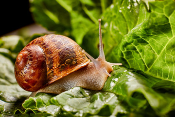 Snail Muller gliding on the wet leaves. Large white mollusk snails with brown striped shell, crawling on vegetables. Helix pomatia, Burgundy, Roman, escargot. Caviar. Kisses of snails in greens.