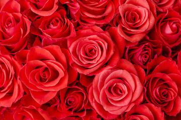 Closeup of delicate magnificent red roses