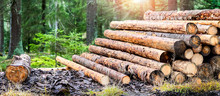 Log Trunks Pile, The Logging Timber Forest Wood Industry. Wide Banner Or Panorama Wooden Trunks