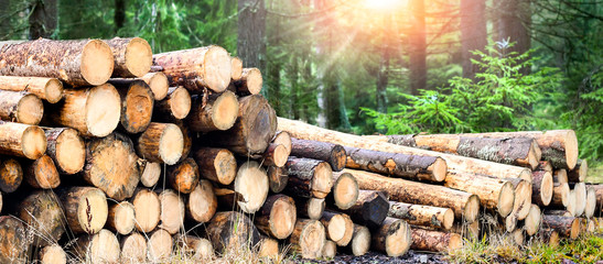 Log trunks pile, the logging timber forest wood industry. Wide banner or panorama wooden trunks