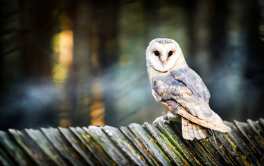 beautiful barn owl bird in natural habitat sitting on old wooden roof