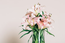 Close Up Image Of Beautiful White And Pink Lily Flowers