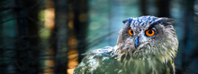 Eurasian Eagle-Owl Head Detail And Orange Eyes In Dark Magic Forest. (Bubo Bubo). Wide Banner Or Panorama Photo.