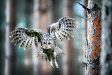 Tawny Owl Or Brown Owl Id Deep Forest (Strix Aluco). Fly Action Photo. Defocus Background.