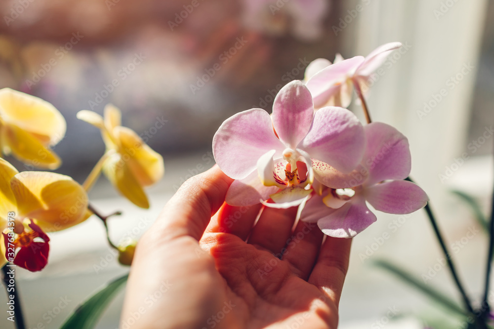 Purple orchid phalaenopsis. Woman taking care of home plants . Close-up of female hands holding violet flowers - obrazy, fototapety, plakaty 