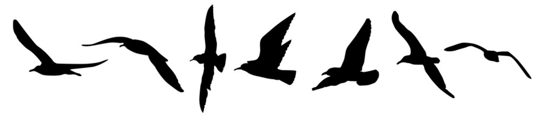 a seagulls silhouette