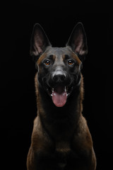 Wall Mural - dog on a black background in the studio. Beautiful light. belgian shepherd portrait.