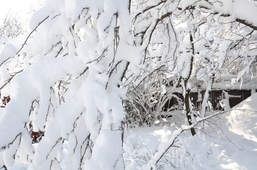Poster -  Winter garden with an abundance of snow masses.