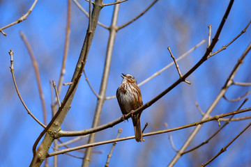 Canvas Print - Song sparrow