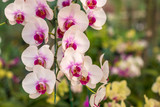 Fototapeta Storczyk - Beautiful bouquet of white orchids in the garden.
