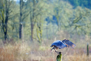 Wall Mural - Great blue heron landing #4