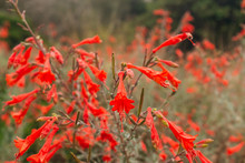 Red Penstemon Flowers In A Field