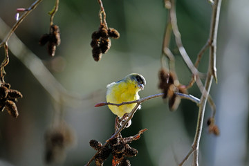 Canvas Print - Goldfinch