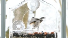 Zooming In On Perched Tufted Titmouse On Feeder With Peanut Snowing