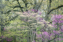 Flowering Dogwood And Eastern Redbud Trees Blend Together With Budding Oaks In A Colorful Performance Of Spring Color.