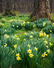 Spring Daffodils Blooming In A Woodland Glade.