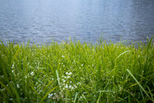 Background. Defocusing. Green Grass With White Flowers On The Shore Of A Blue Lake / River.