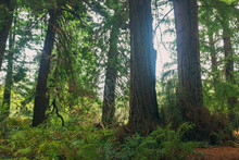 A Grove Of Massive Redwood Trees In The Forest