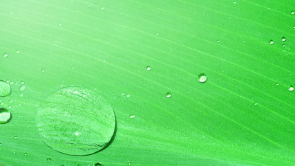 water drops on green leaf, purity nature background