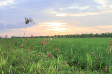 Wall Mural - Rice field green grass blue sky cloud cloudy landscape background.In rice fields where the rice is growing, the yield of rice leaves will change from green to yellow.Beautiful sunrise with golden hour