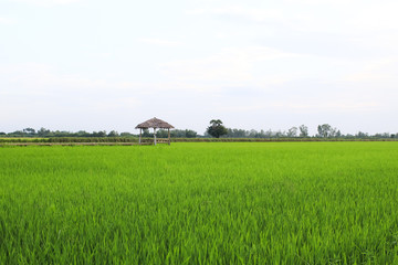 Wall Mural - Rice field green grass blue sky cloud cloudy landscape background.In rice fields where the rice is growing, the yield of rice leaves will change from green to yellow.Beautiful sunrise with golden hour