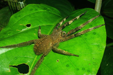A Large And Furry Spider With His Legs Stretched Out On A Green Leaf In The Ecuadorian Amazon Rainforest