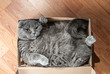 © skrotov - Grey Scottish fold cat sitting in shoe box. Cats are usually very curious andthey like to get into interesting places