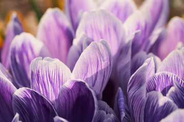 White crocus flowers with purple stripes on the petals in early spring on a sunny day.