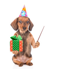 Poster - Dachshund puppy wearing a party hat  holds gift box and points away on empty space. isolated on white background