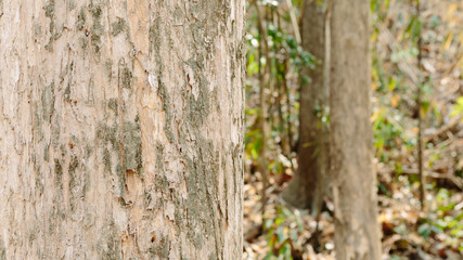 Teak tree in the forest	