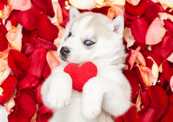 Poster - White siberian husky holds red heart and lies on petals of the rose flower
