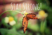 Inspirational Quote - Stay Strong. With A Beautiful Orange Butterfly Hanging On Small Grass Flower With Fragile Stem As Illustration. Encouragement Motivational Words With Nature.