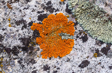 This Bright Orange Desert Firedot Lichen (Caloplaca Trachyphylla)  Is Being Forced To Grow Around A Light Green Lichen In A Show Of Interspecific Ecological Competition.