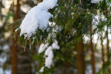 Sticker - Snowy branches of spruce in nature.