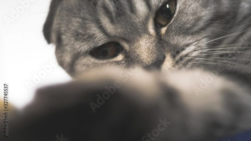 Fotografía Striped gray cat is playing lying