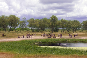 Sticker - The plains zebra (Equus burchellii), also known as the common zebra or Burchell's zebra. Herd of zebras in the national park.